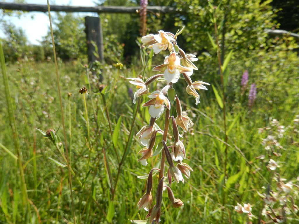 Piacentino - Epipactis palustris